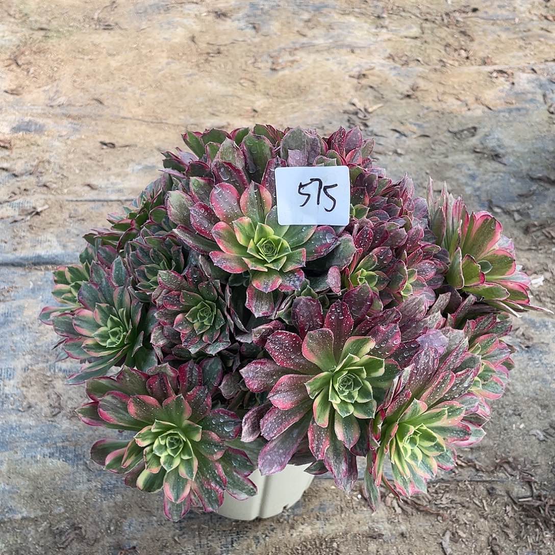 575法师植物安娜锦