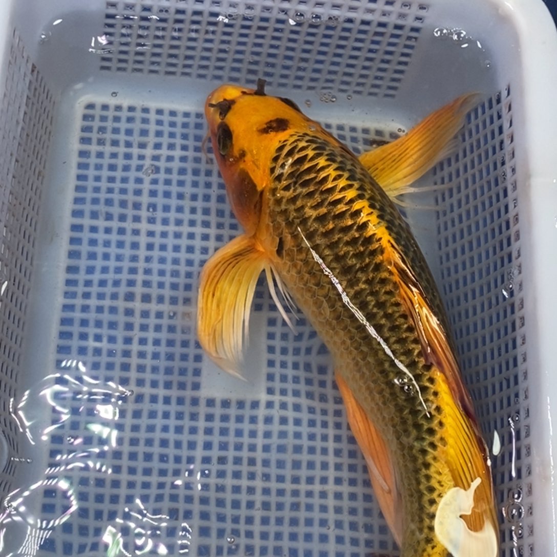 海水鱼冷水锦鲤包邮