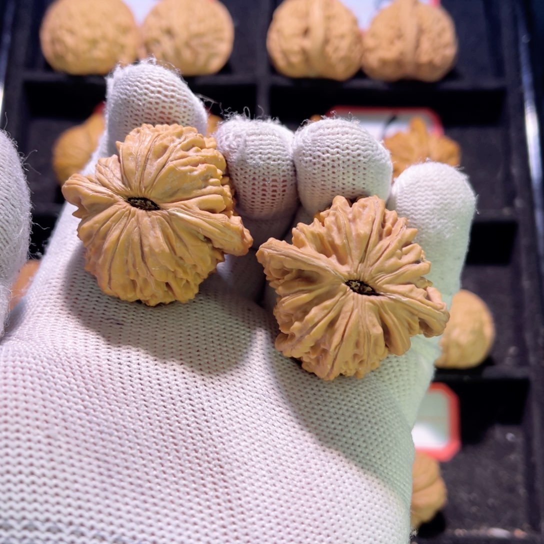 ?***朤秦皇岛山地果全品