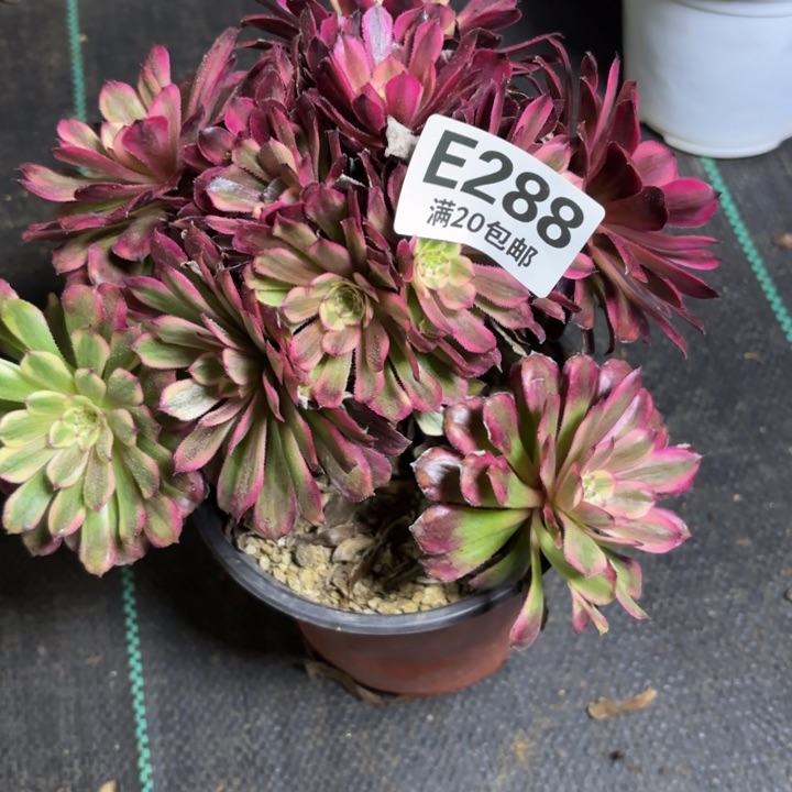 瑞妈一物一拍288