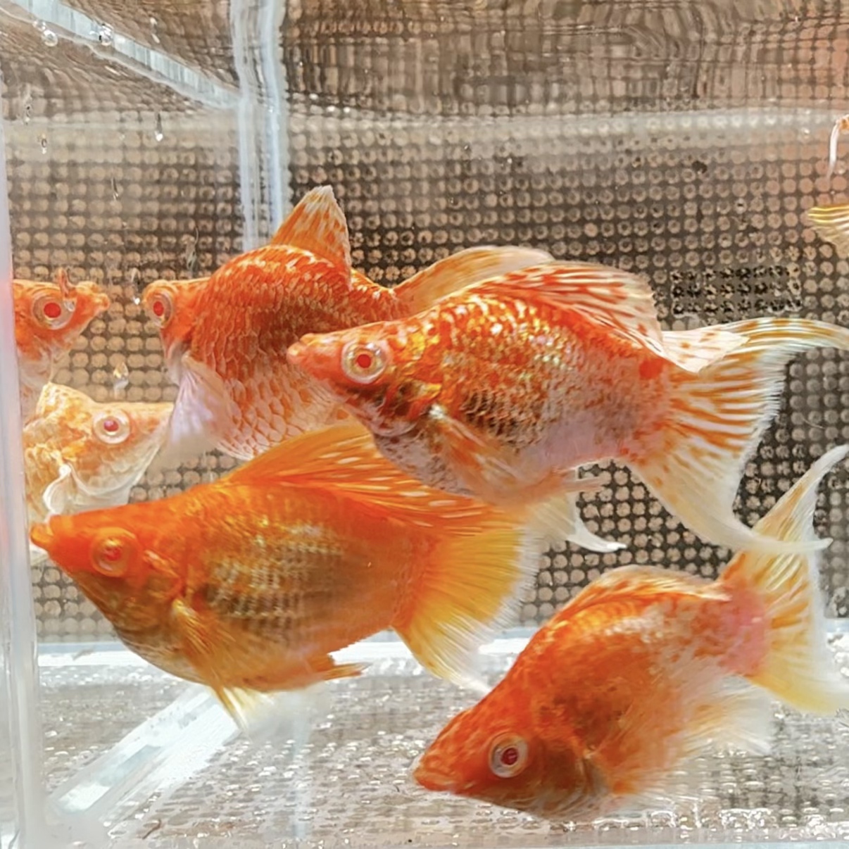 越系原线 高帆红眼黄金玛丽球鱼