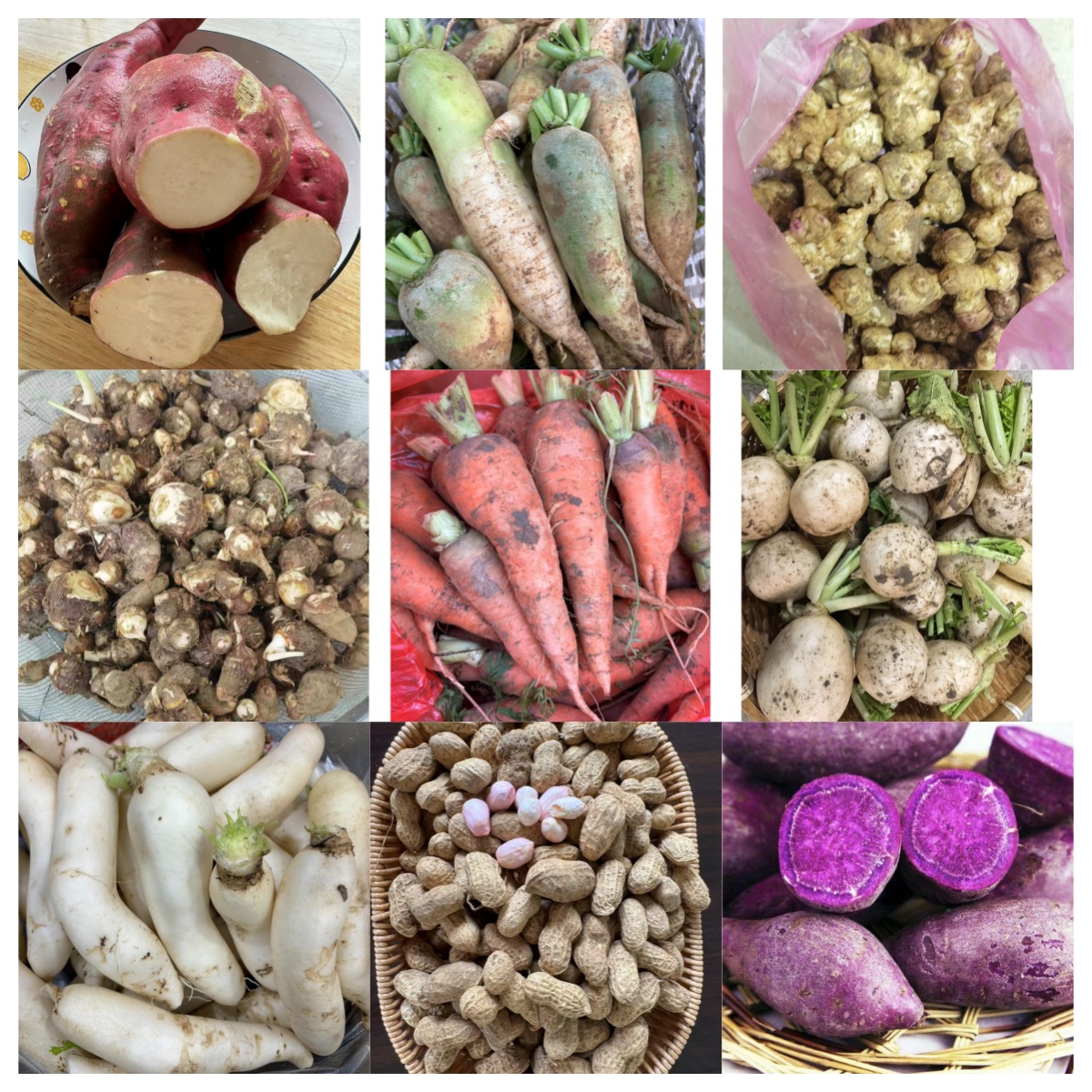 农家时令蔬菜 村民自种 现摘现发【根菜类】 助农