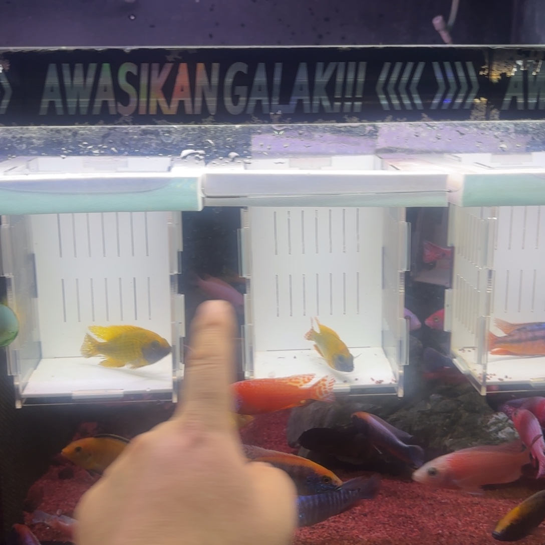 慈鲷鱼直播62号3条