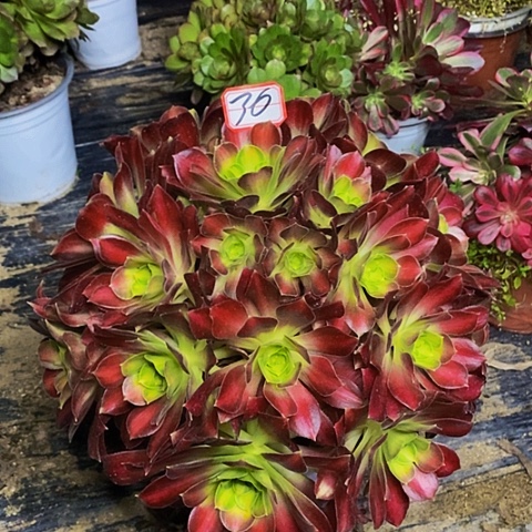 韶华法师老桩30链接