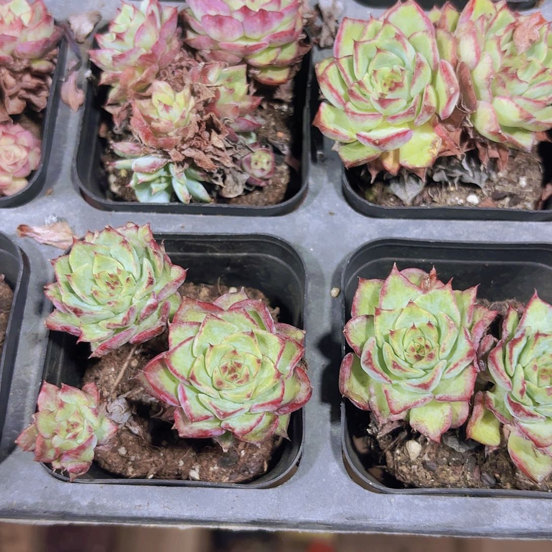 精品愤怒的小鸟多肉植物