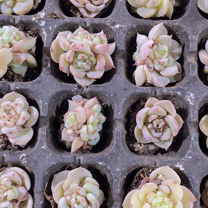 89精品天鹅绒2颗一组