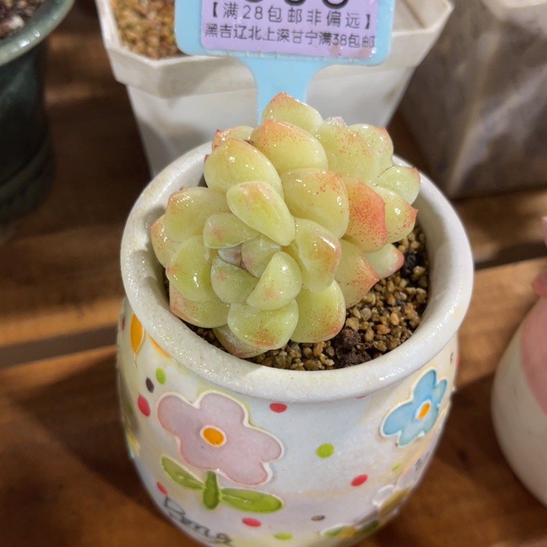 云尘多肉一物一拍505不含盆