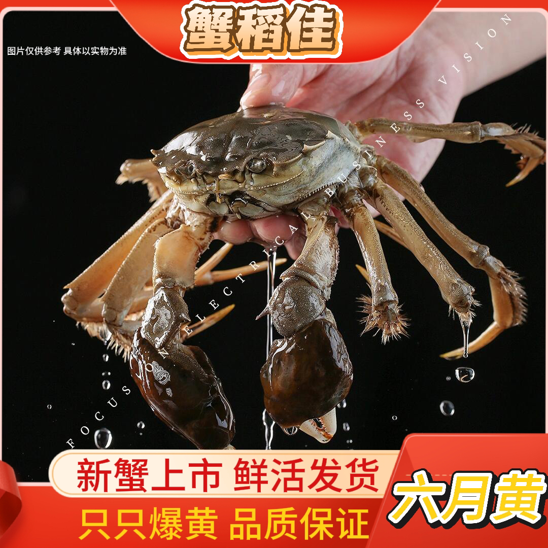 【小号活蟹】六月黄公蟹【0.7～1.0两/只】签收后2个小时内验货