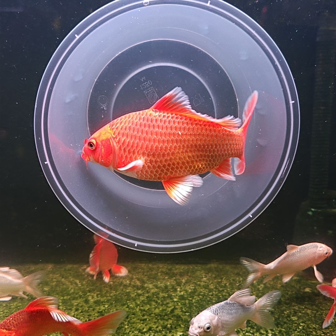 蝴蝶鲤鱼蝴蝶鲤，包邮包活包对版，其它不包，开箱录制完整视频