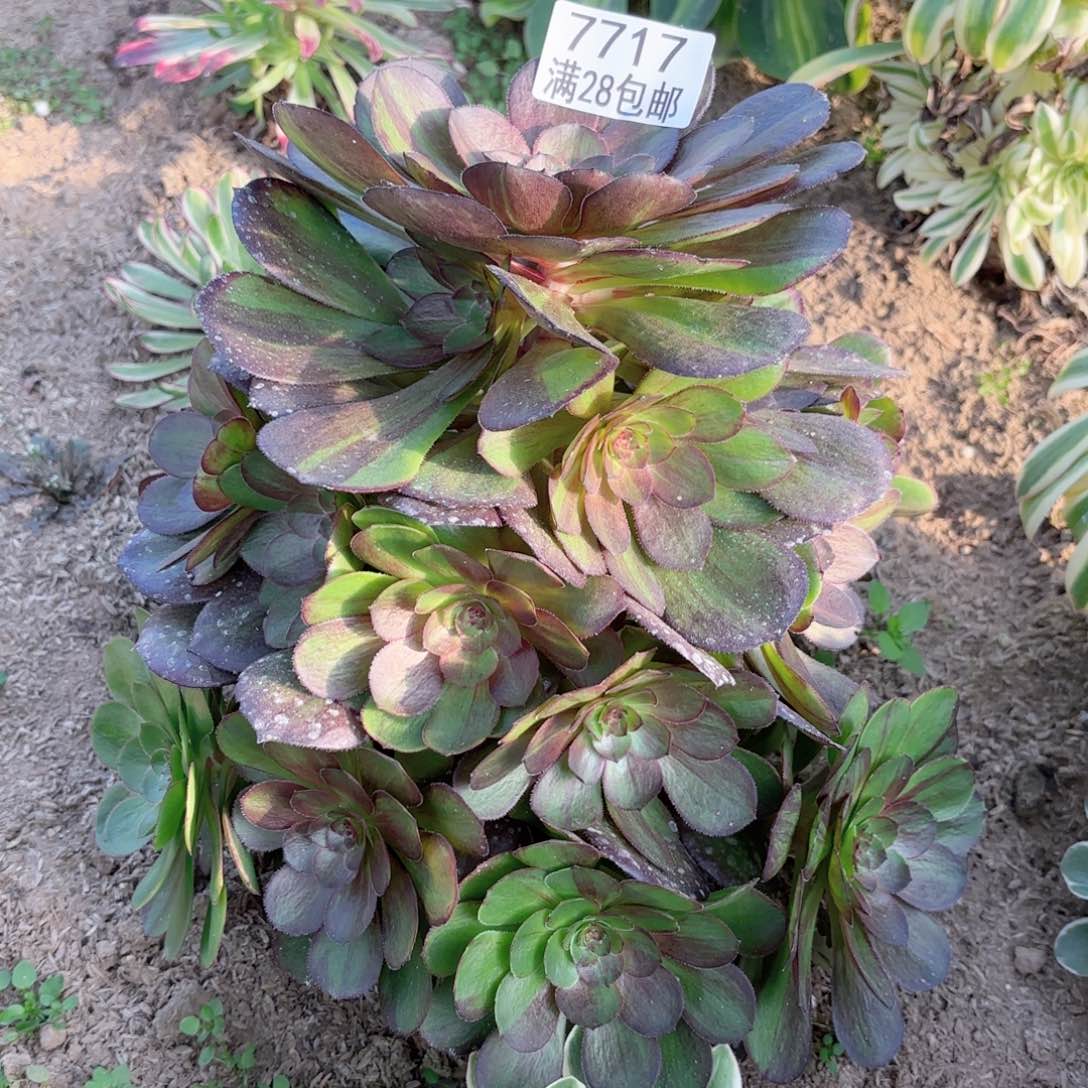 H. 7717花月夜多肉