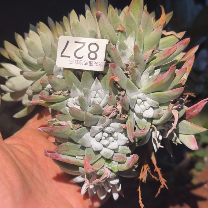 3代杂交仙女杯多肉福利