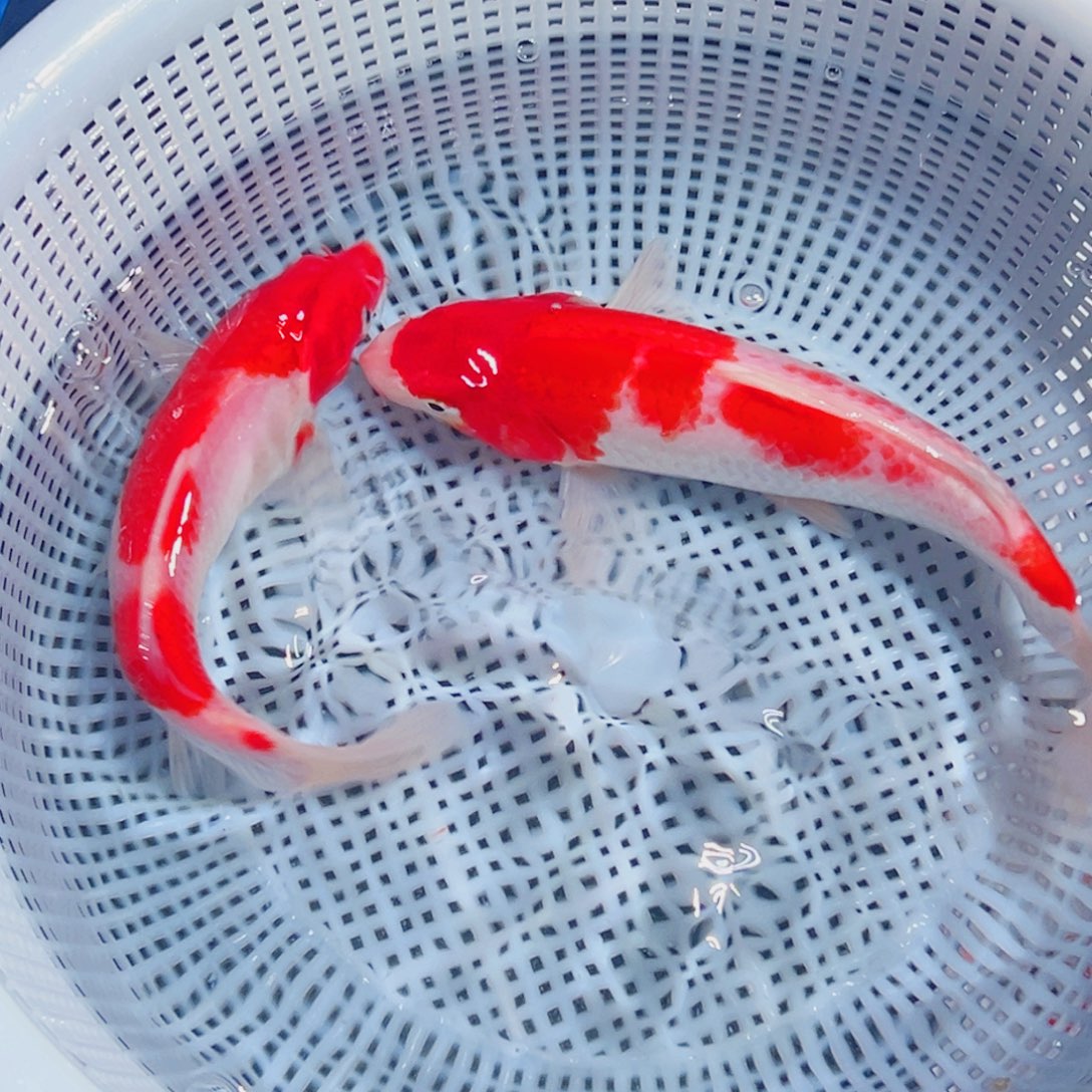 锦鲤锦鲤观赏鱼1111