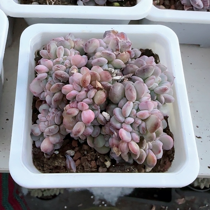 青蛙王子儿童牙膏111