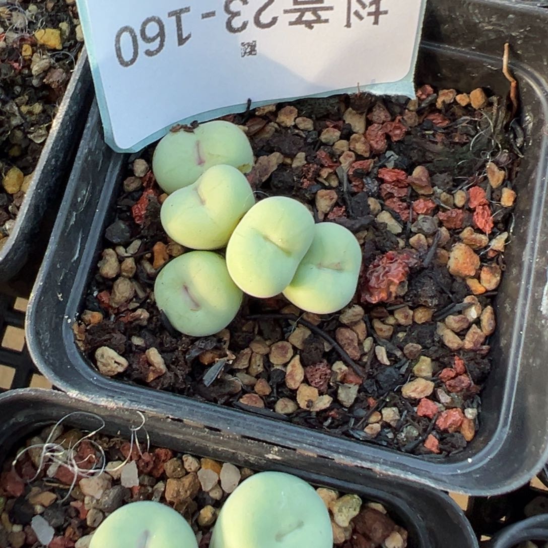 23-160肉锥多肉植物