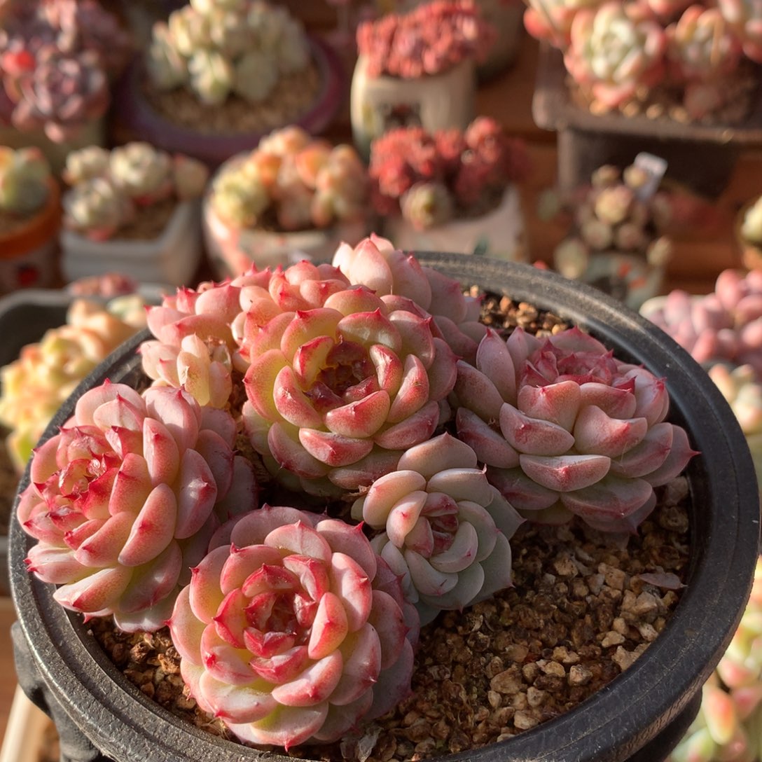 天鹅绒一物一拍 007