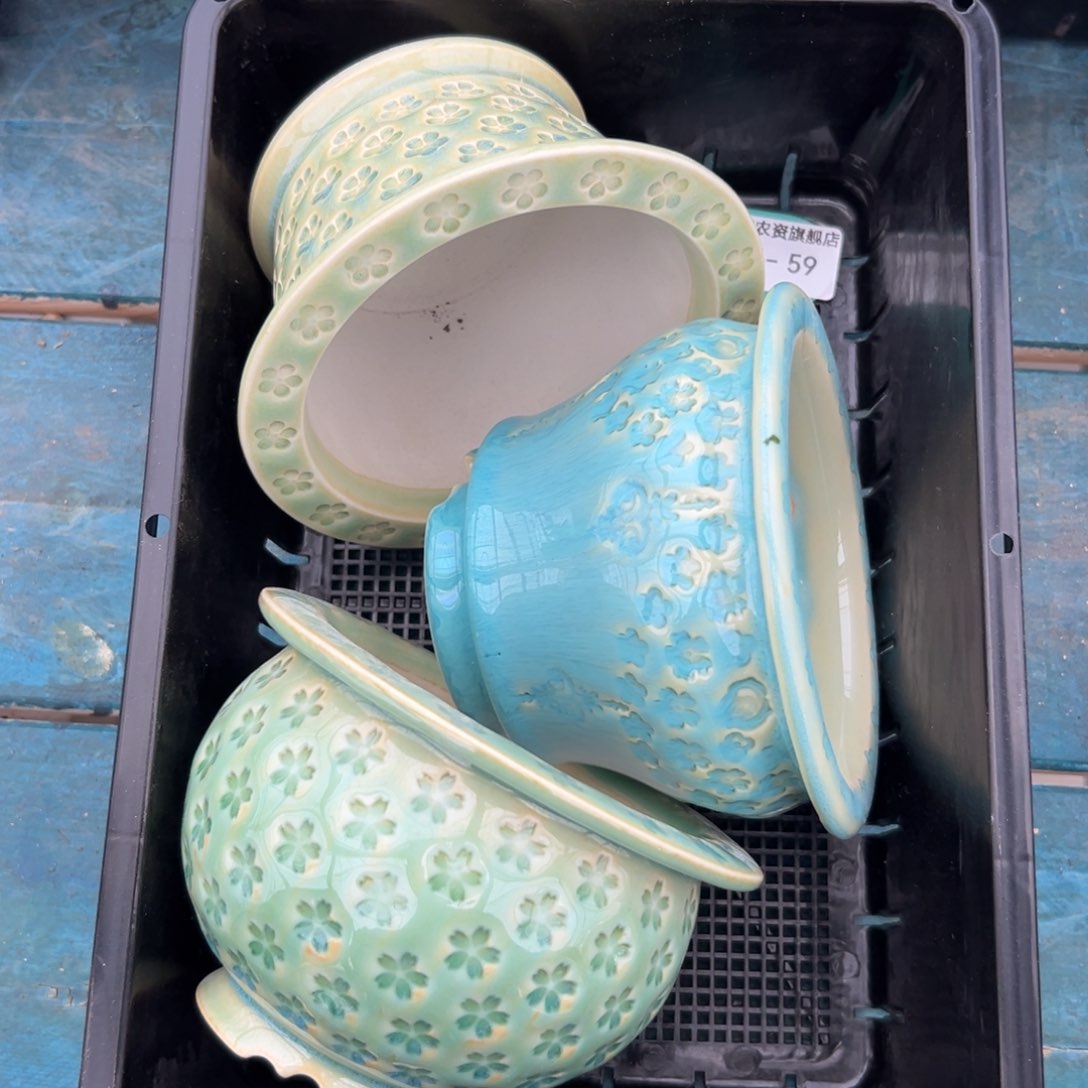 多肉精选编号0116.59