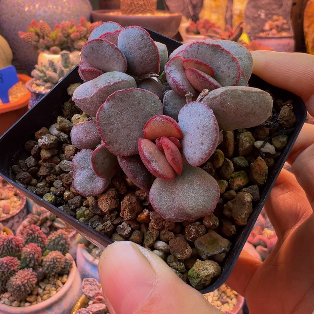 一物一拍，感谢支持