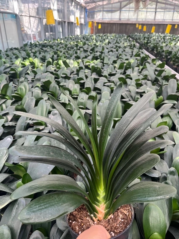 新疆包邮  立版油墨君子兰（3年半老桩）不带花苞发货10片叶以上