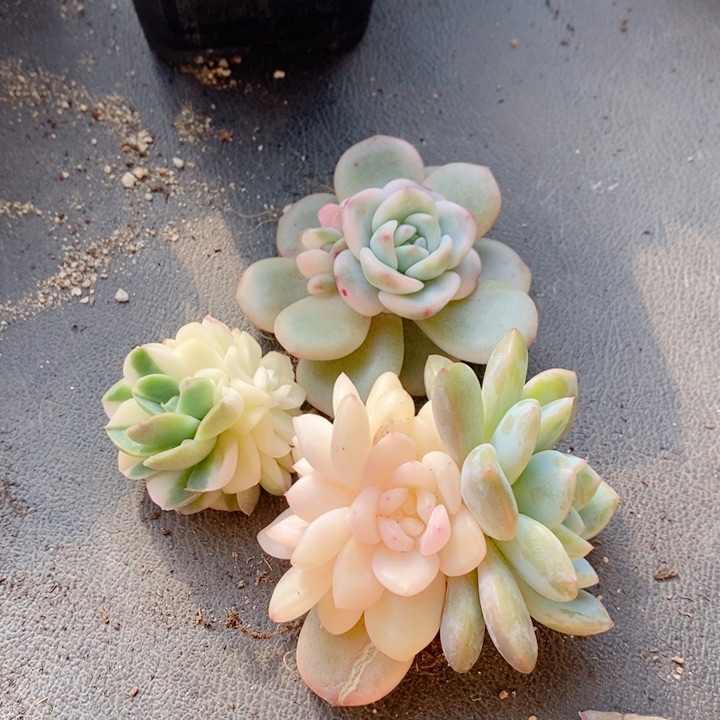 大*糖三颗一起多肉植物