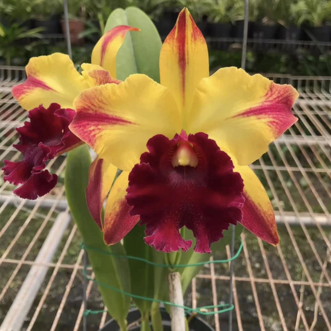 岸芷汀兰星爆卡特兰原盆原土发货