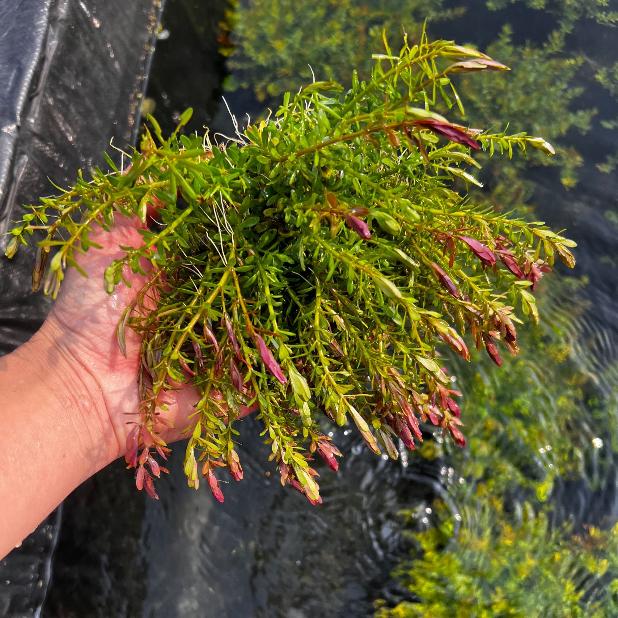 净水王十字牛顿大坨水草适合鱼缸鱼池造景净水好养易活
