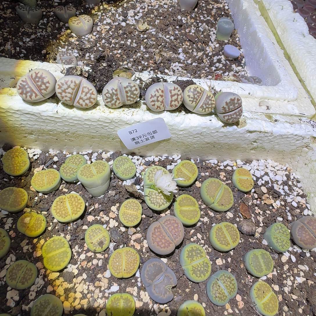 暖***W72多肉哈哈哈哈哈哈