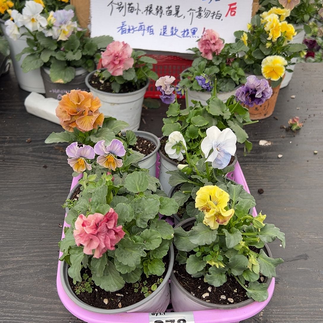 大部分花苞少量开放278号