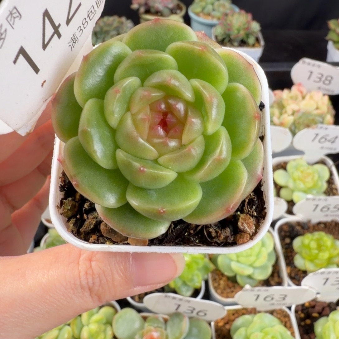 花朵脸珍妮142号一颗