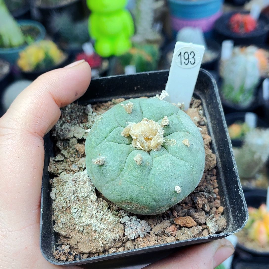 瑕疵非偏远地区满25包邮仙人球