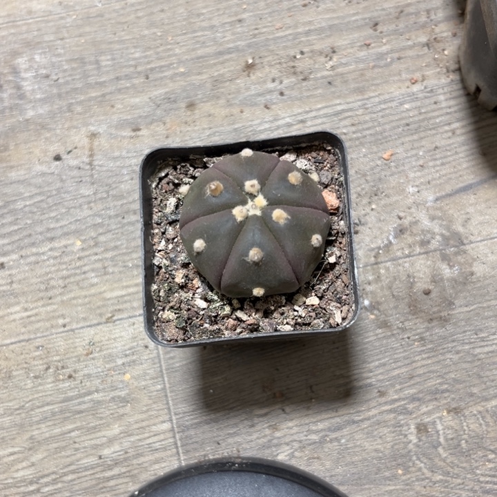 可爱多肉嘟嘟星兜019