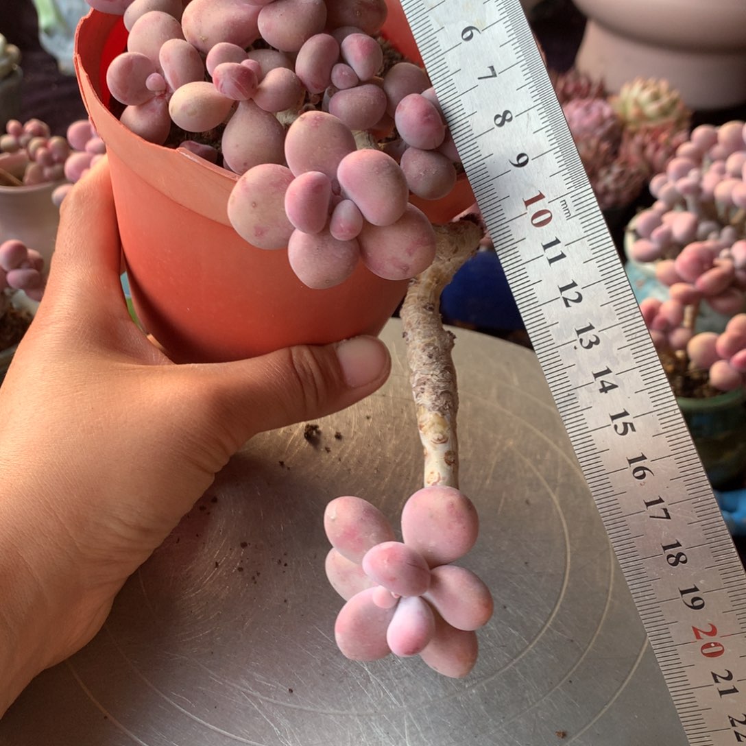 60号不带盆偏远不包邮的