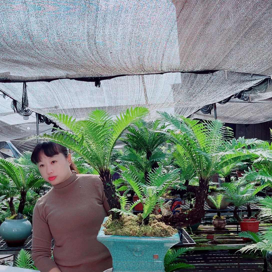 心***成无花朵富贵蕨老桩精品盆景