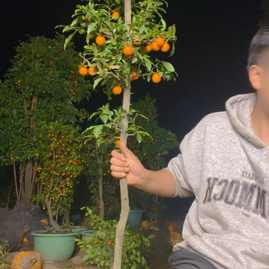 无花朵金弹子庭院原生品种