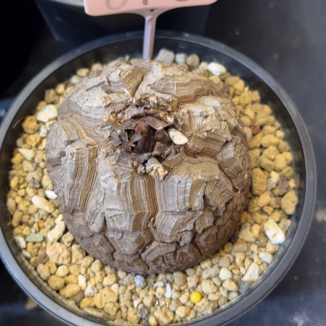 重****）618龟甲龙12345678