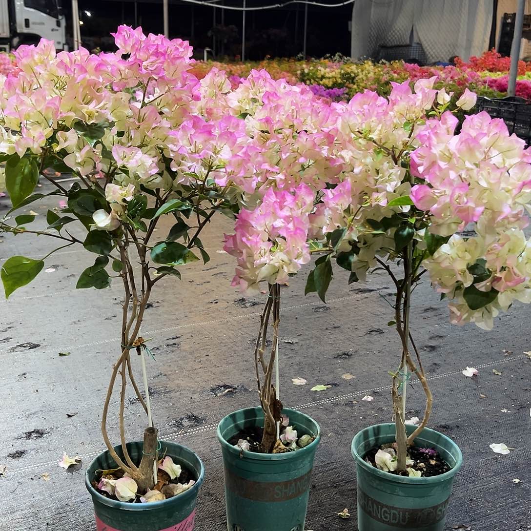 大部分花苞少量开放绿樱带竹棒棒糖一颗