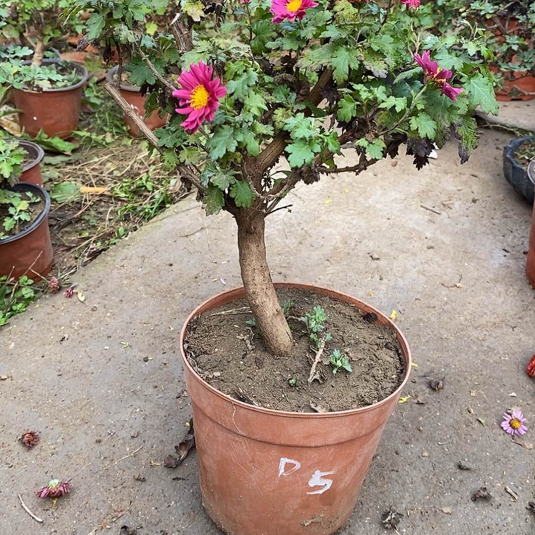 落***怀完全开放菊花菊花