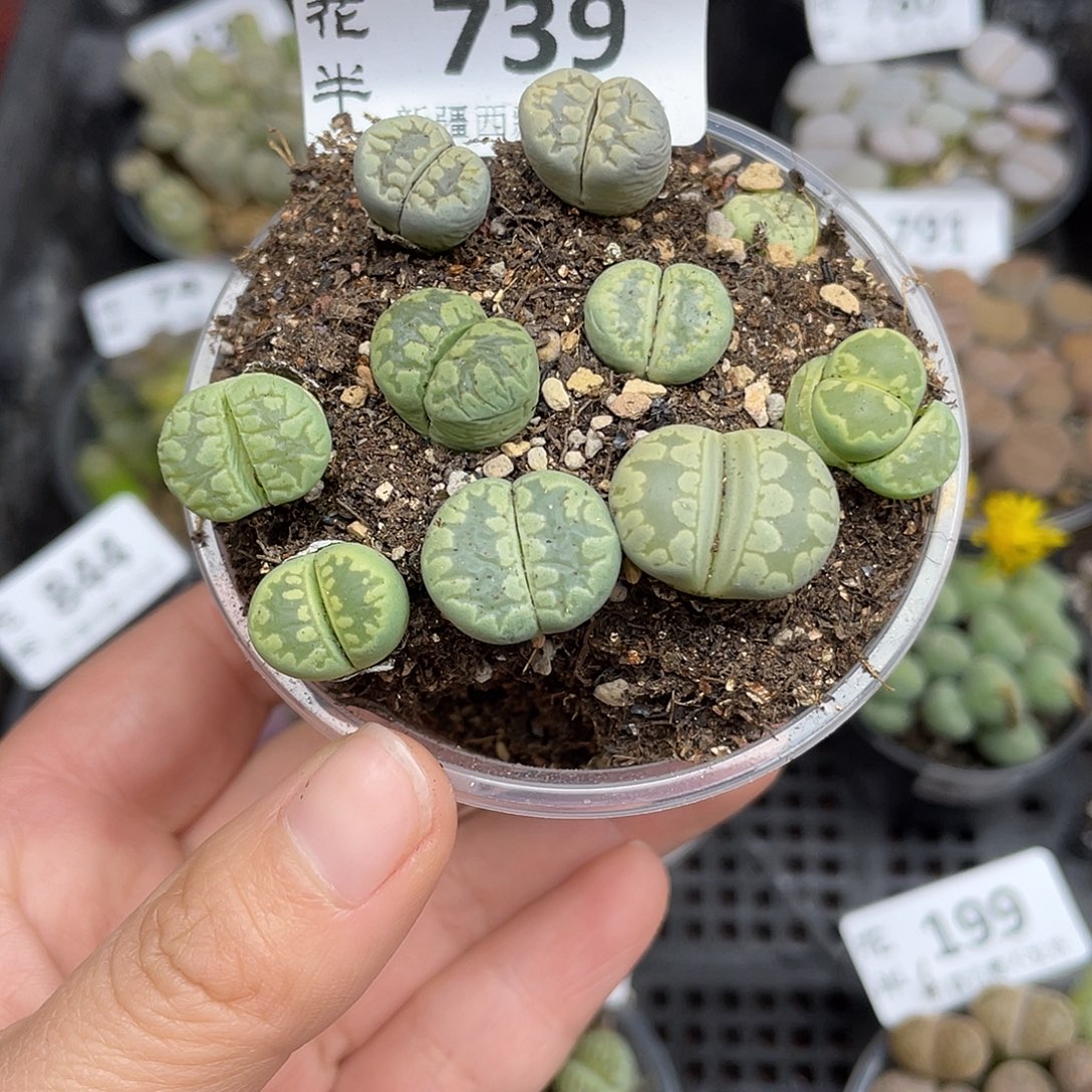 73900000花花花花花花花花