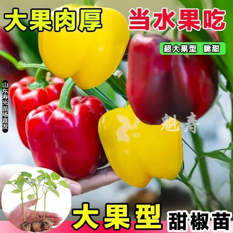 寿光五彩甜椒苗秧水果方椒辣椒苗红黄绿紫白甜椒种子四季盆栽阳台