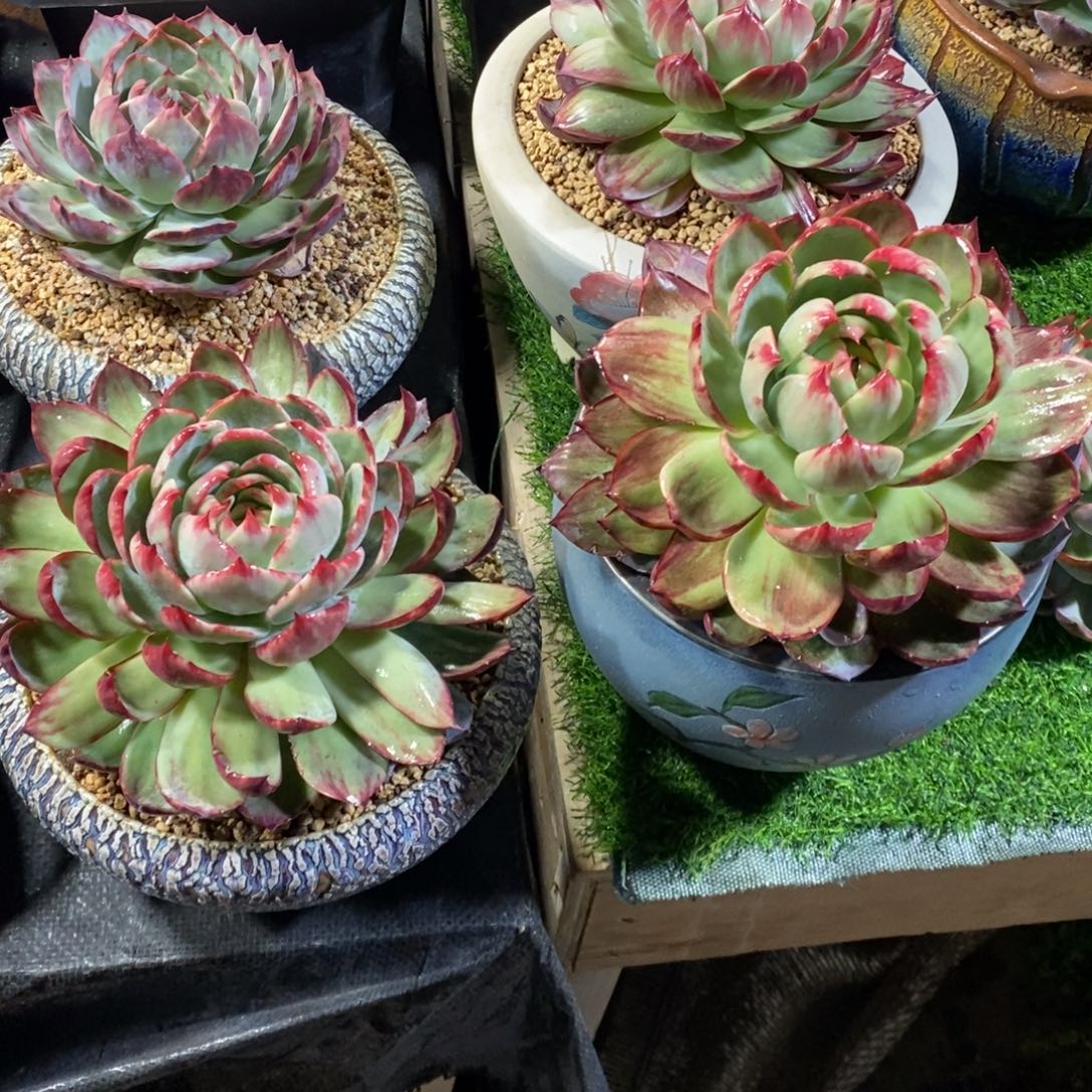 多***米惊鸿仙子一物一拍