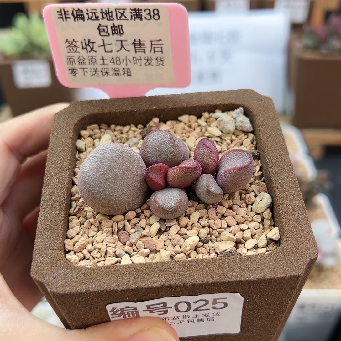 行****兵025粉红哈密瓜多肉