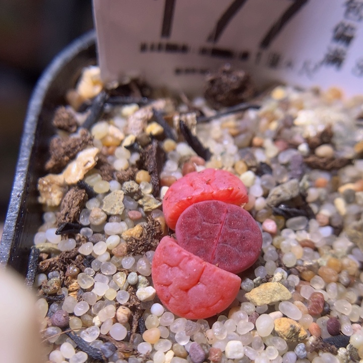 精品生石花313.177