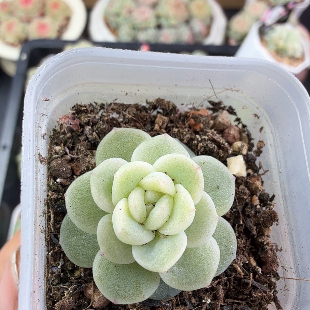 奶油财富二十包邮