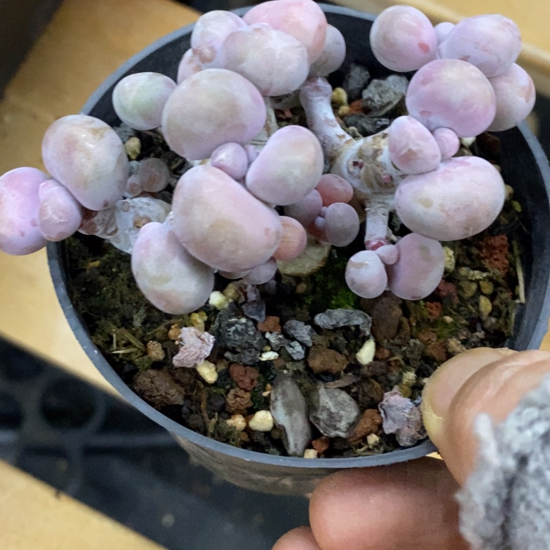 精品多肉一物一拍不包整399