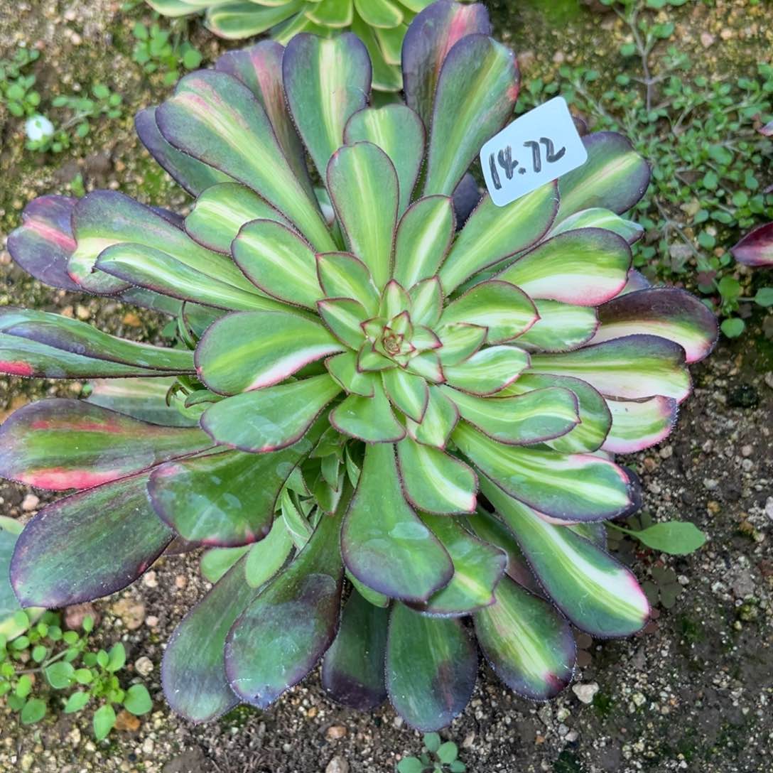 72花蝴蝶多肉植物