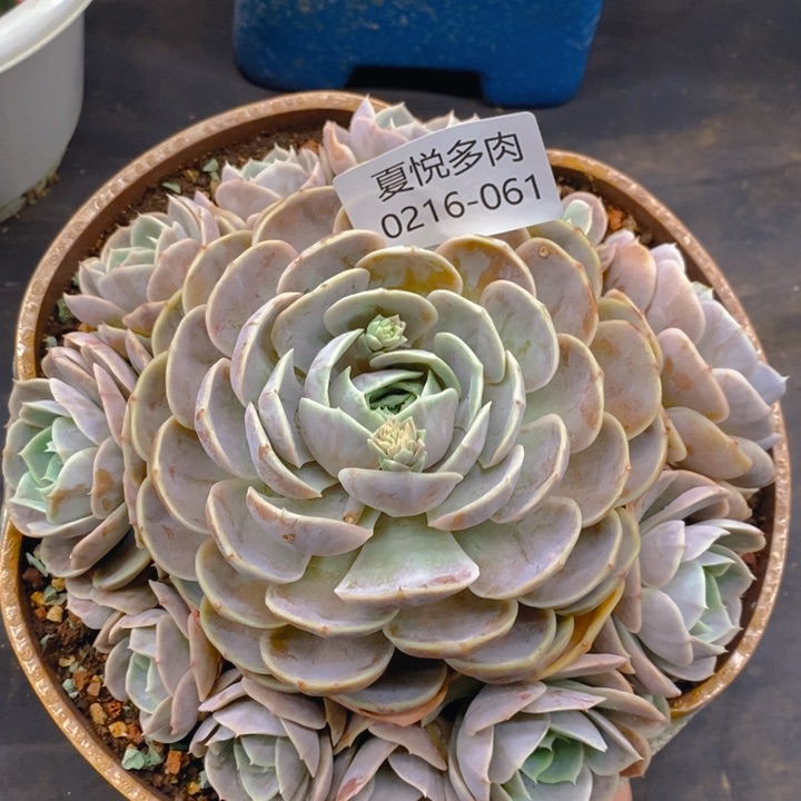 夏悦多肉0216-61蓝色惊喜