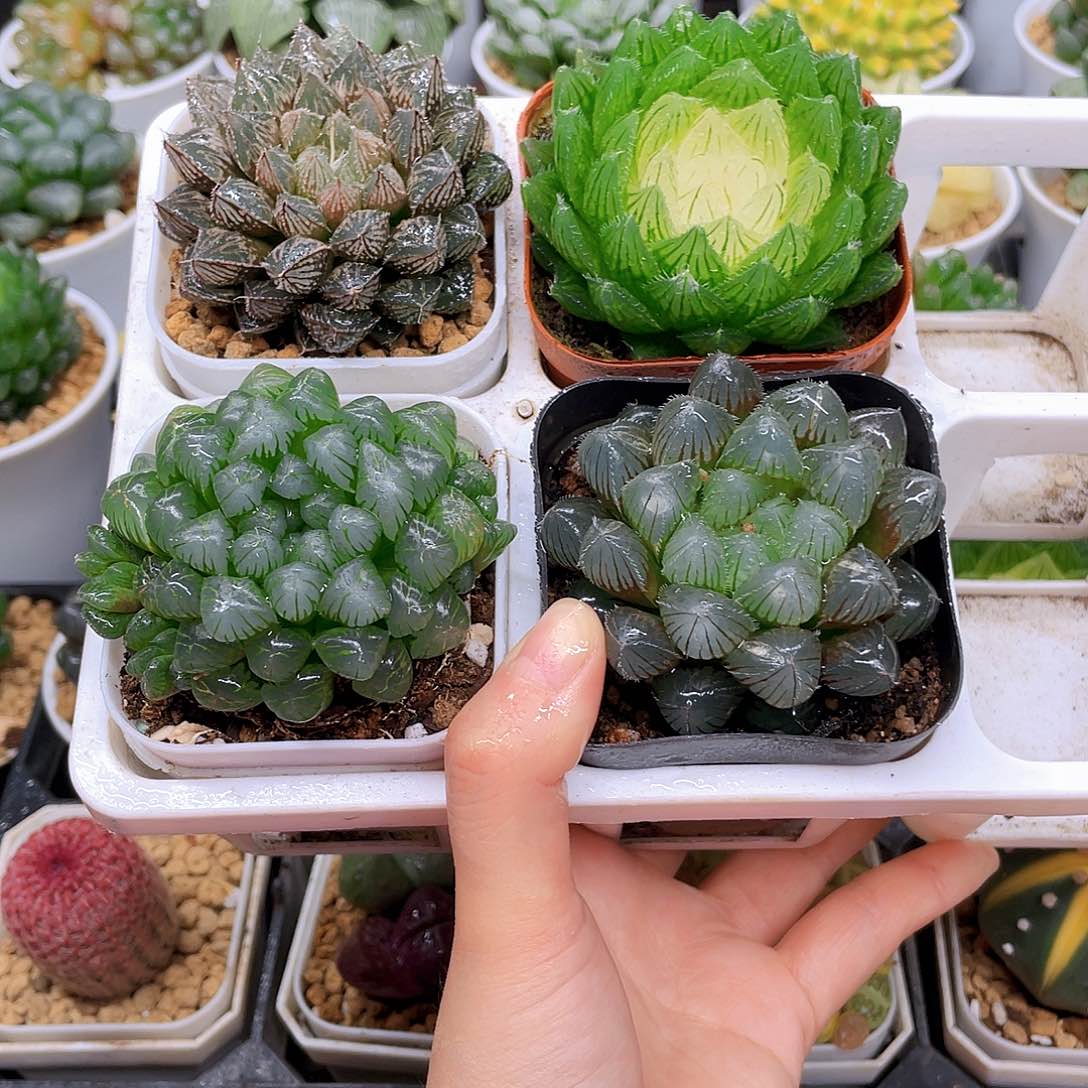 玉露四件套多肉，原盆