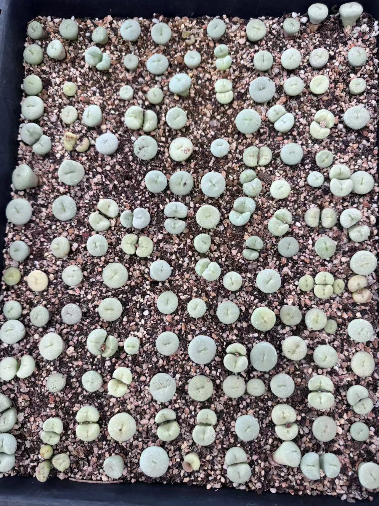 218多肉植物肉锥嘟嘴饼一颗