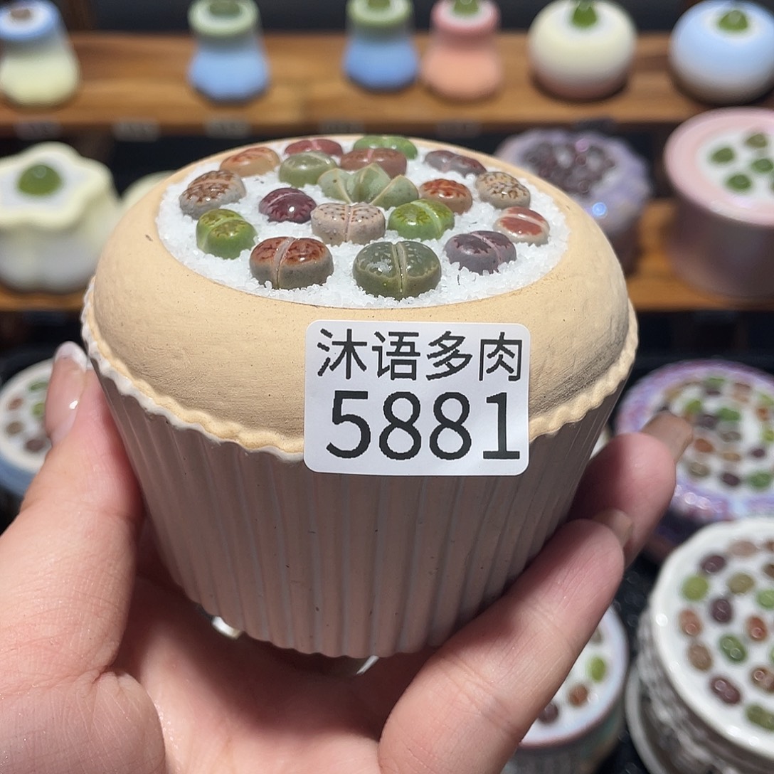 带盆土植物 一物一拍5881