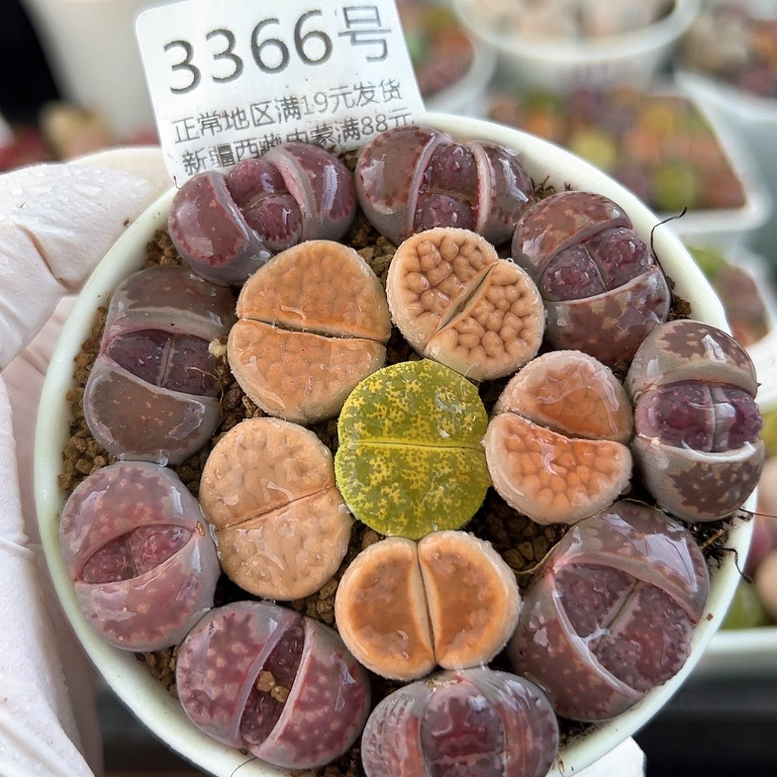 好养易活生石花大母本3366