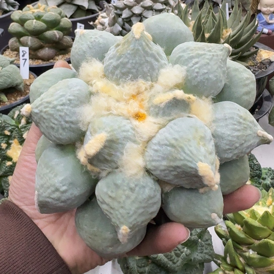 你***爸牡丹仙人球仙人球